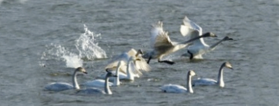 コハクチョウ画像