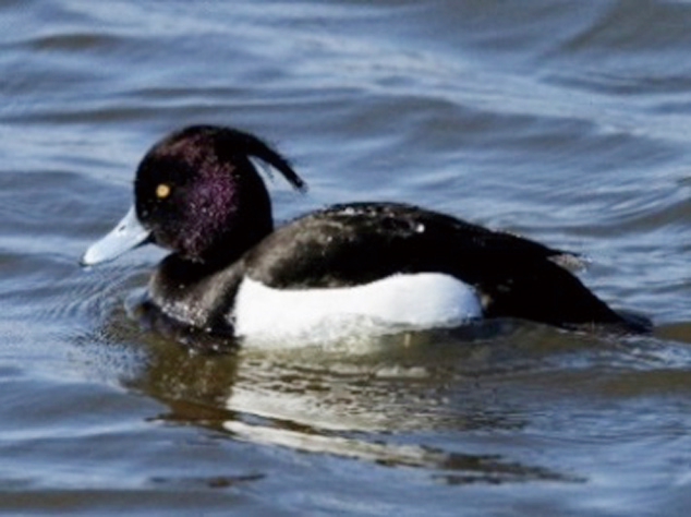 キンクロハジロ