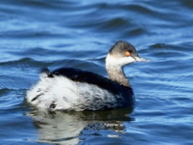 ハジロカイツブリ