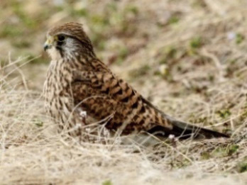 チョウゲンボウ