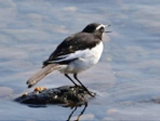 セグロセキレイ